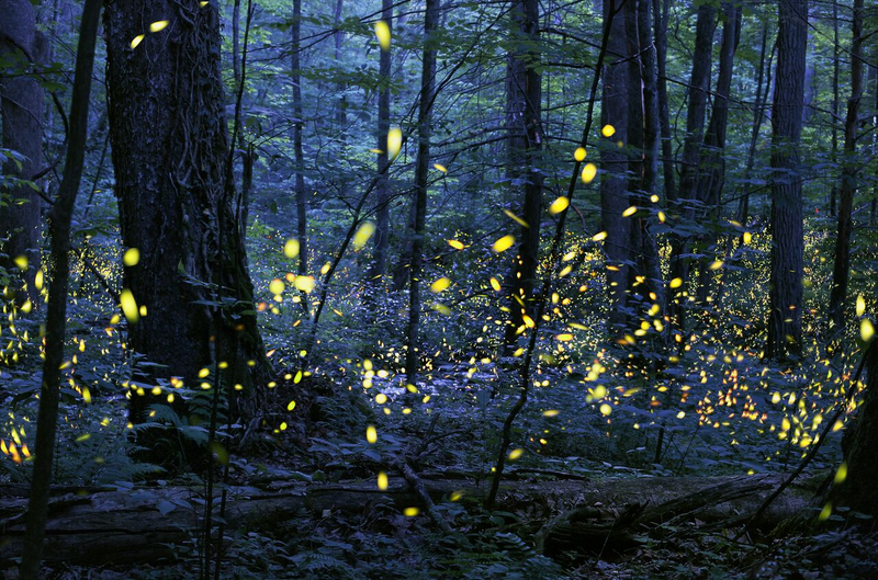 ALTERED IMAGES CATEGORY WINNER: Photo: Synchronous Fireflies Credit: ©​Radim Schreiber. All rights reserved. Location of Photo: Great Smoky Mountains National Park, Elkmont, Tennessee